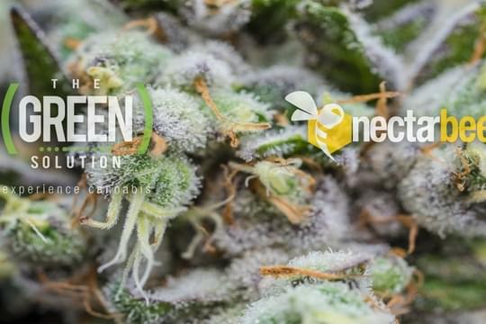 The Green Solution - Fort Collins