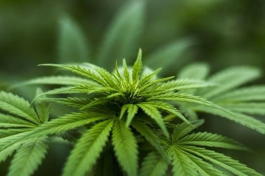 Wild West Emporium - Molalla Ave