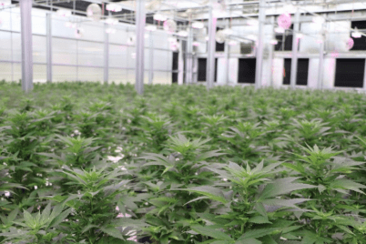 Liberty Health Sciences - Summerfield