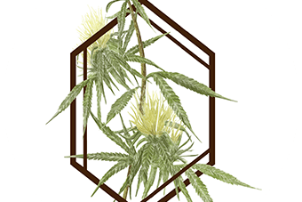 The Botanist - Middletown