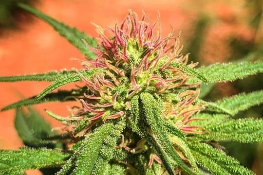 Stash Cannabis Company