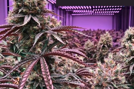 Central Purp - 81st Street