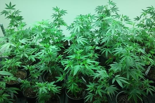 Hobart Garden Royale