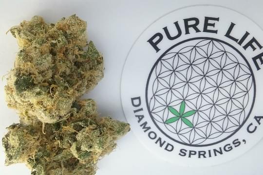 Pure Life Collective