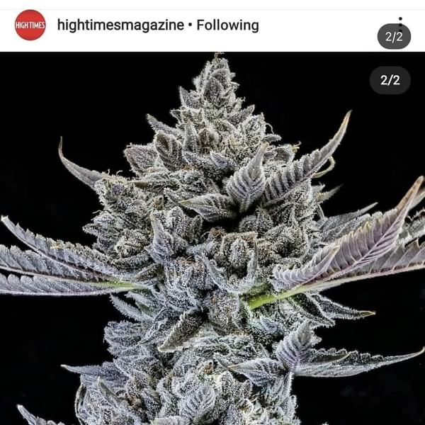 Green America Thumbnail Image