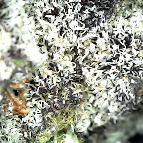 Green Line Pharms Thumbnail Image