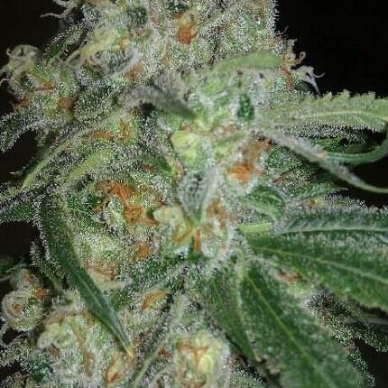 Denver Recreational Thumbnail Image