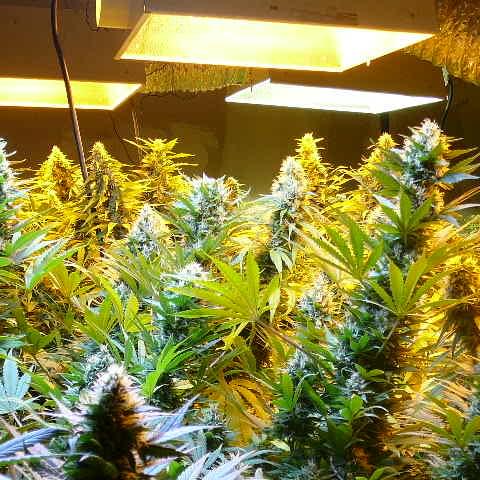 420 Club LLC Thumbnail Image