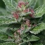 Absolut Organics Thumbnail Image