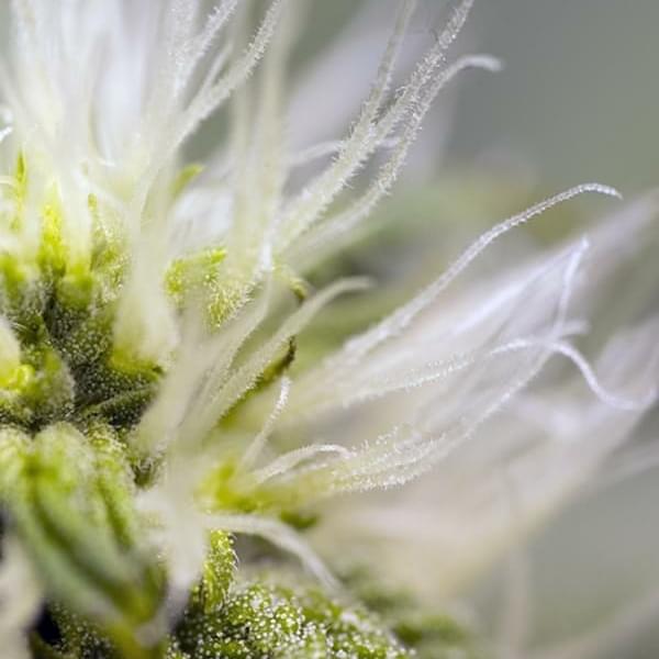 Fweedom Collective Thumbnail Image