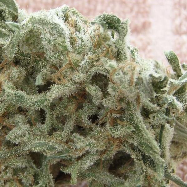 IE Medical Solutions Thumbnail Image