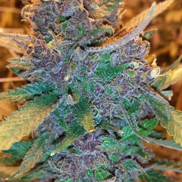 Pueblo West Organics Thumbnail Image