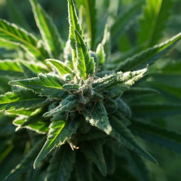 Medical Marijuana Exams Thumbnail Image