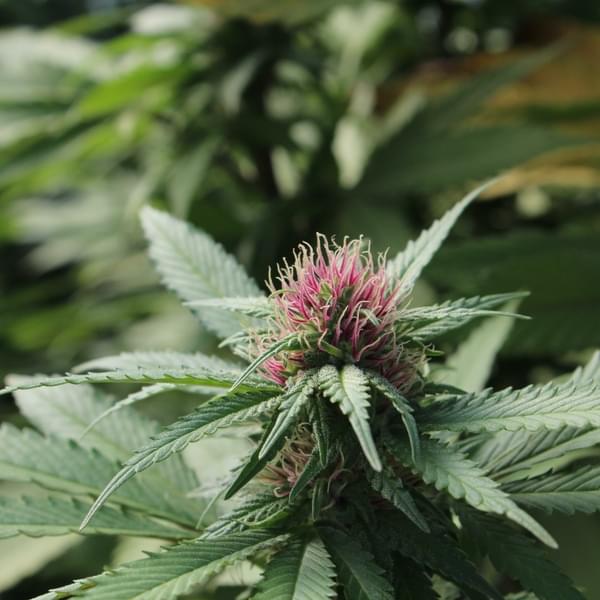 High Grade Organics Thumbnail Image