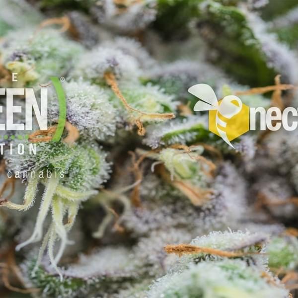 The Green Solution - East Aurora Thumbnail Image