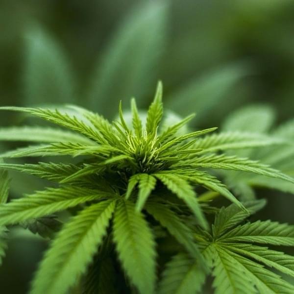 Wild West Emporium - Molalla Ave Thumbnail Image