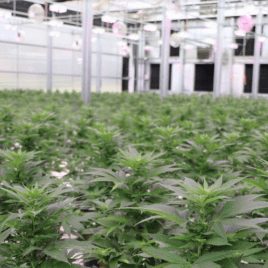 Liberty Health Sciences - Summerfield Thumbnail Image