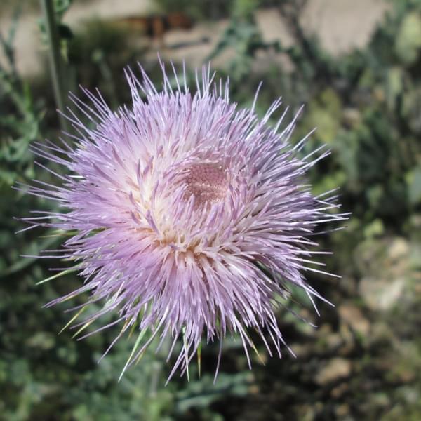 Cascade Health Clinic Thumbnail Image