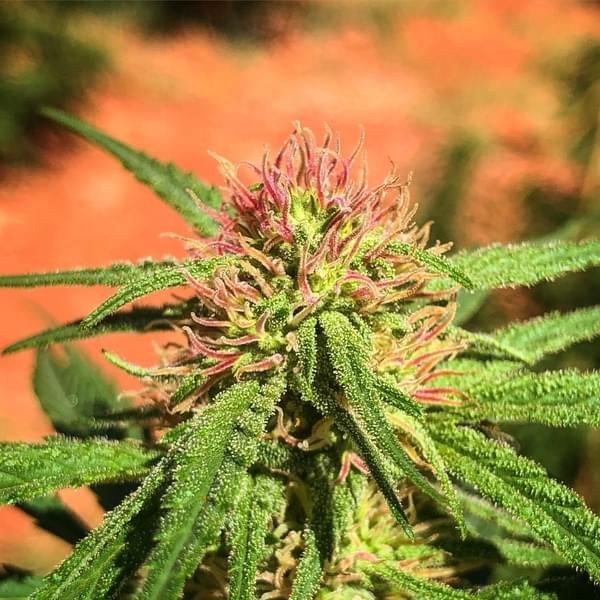 Stash Cannabis Company Thumbnail Image