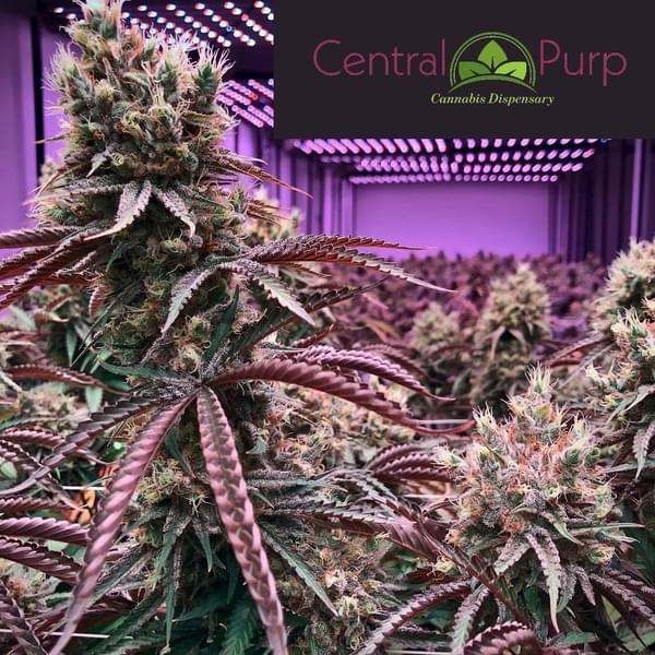 Central Purp - 81st Street Thumbnail Image