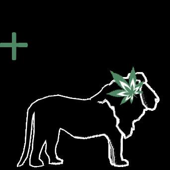 Bella Flores Marijuana Dispensary Thumbnail Image