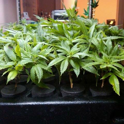 Desert Organic Solutions Thumbnail Image