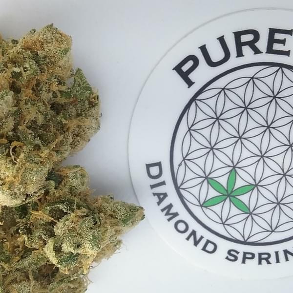 Pure Life Collective Thumbnail Image