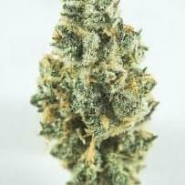 Cher 12062017 (2).jpg