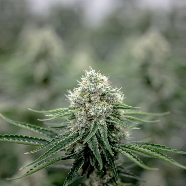 Weed Dispensary NJ.jpg