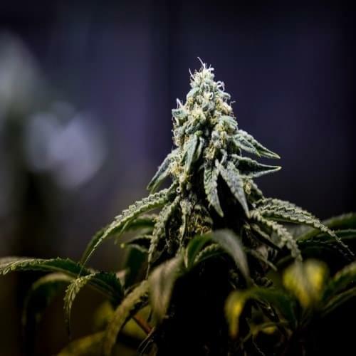 RBGProduct (1)-SF.jpg