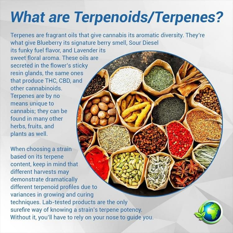 ps-infographic-what-are-terepnoids.jpg