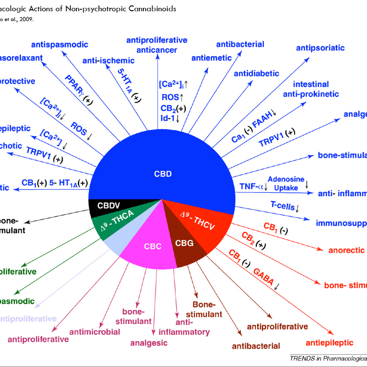 pharmacologic_actions_full_size.gif