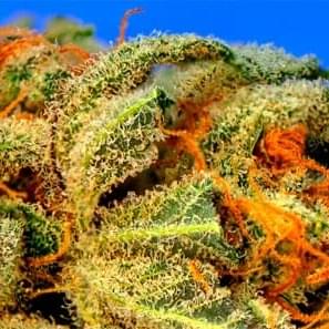 Delta 9 Spacesuit Strain