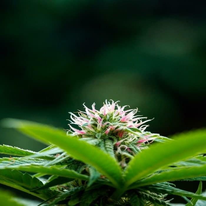 Copy of Powerline42 resized.jpg