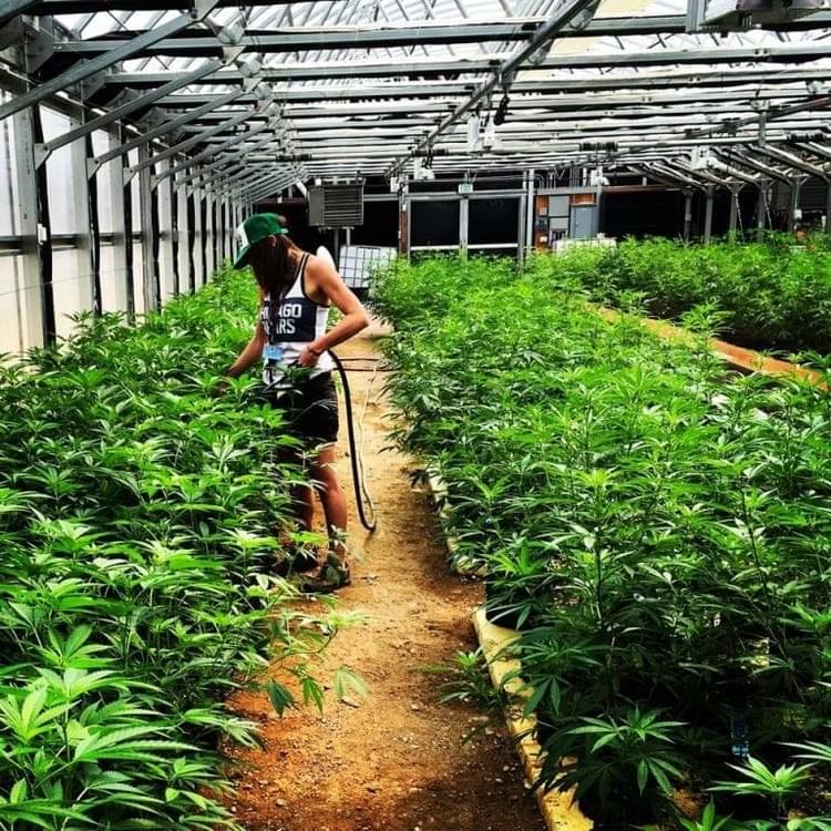 our babies growing organically 