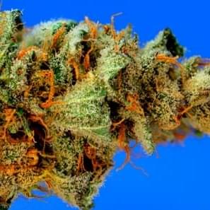 Northshore Widow Strain