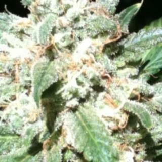 Highest Quality Medicine, Lowest prices for Meds & Accesories