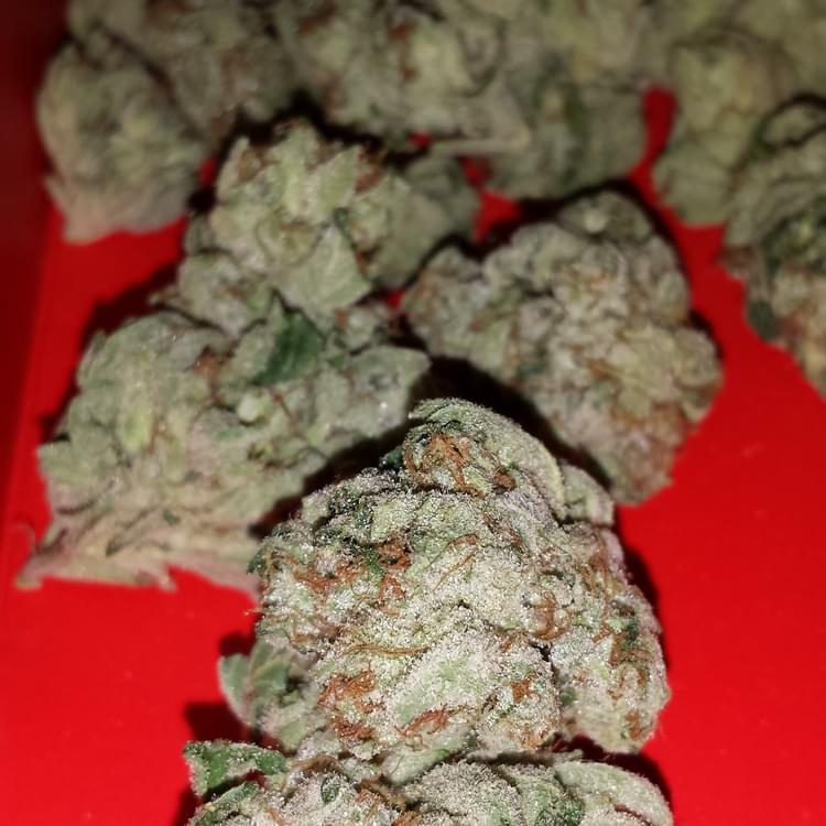 Kosher Kush up close