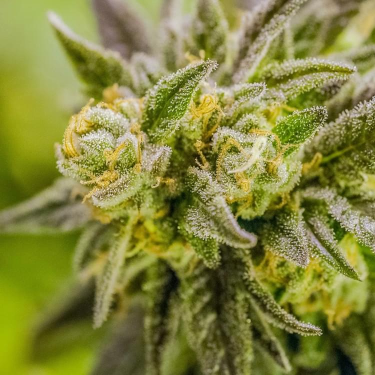 AcesGrow (24 of 35).jpg