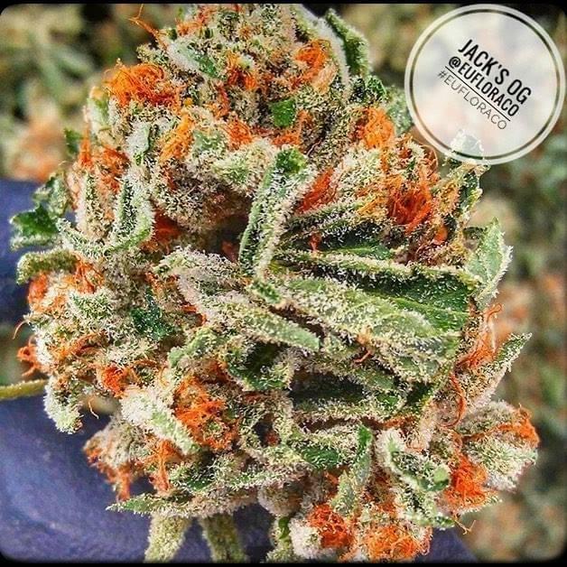 jacks-og-strain-photo.jpg