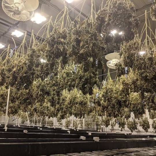 marijuana-drying-massachusetts-720x 540.jpg