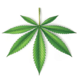 G Weed toronto Marijuana Delivery