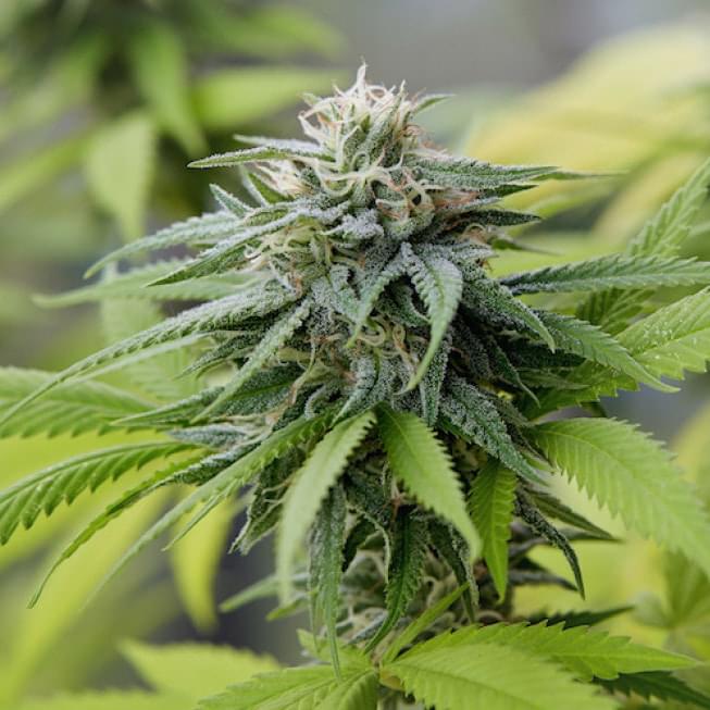 Forbidden Flowers Photos Hemet Marijuana Dispensaries