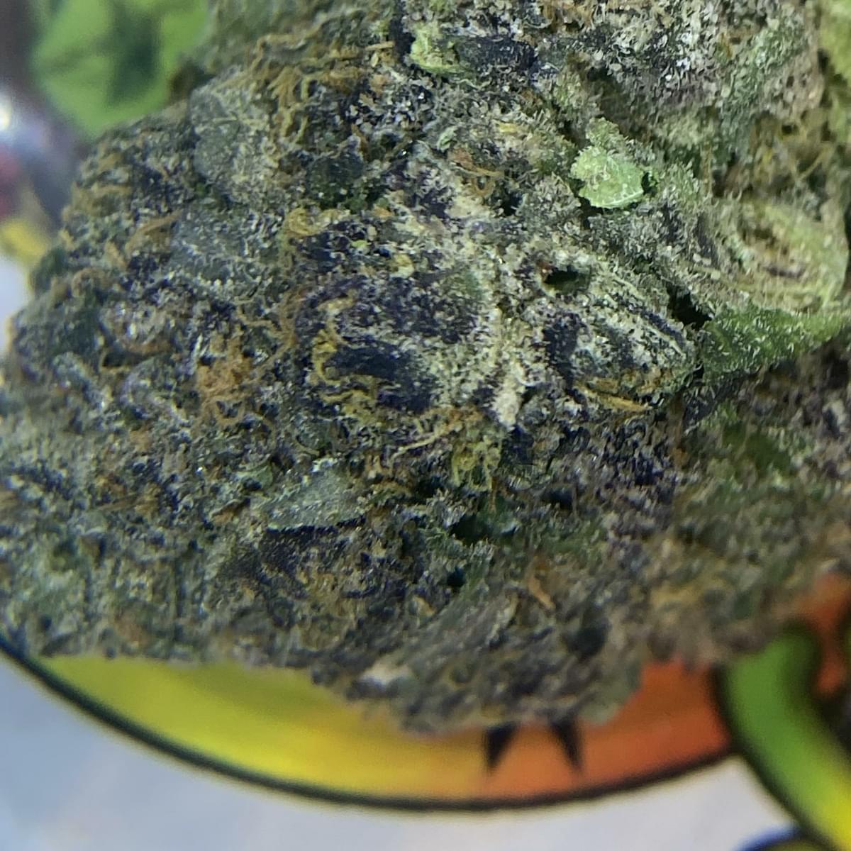 EXOTIC- WHITE ZERBERT