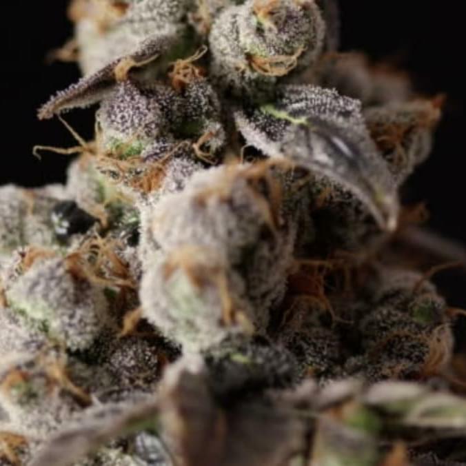 Rollex OG Kush(exotic)