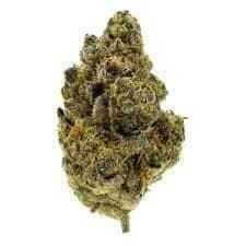 Bubblegum Gelato - Top shelf