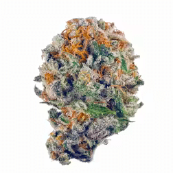 Blueberry muffin A+ Exotic