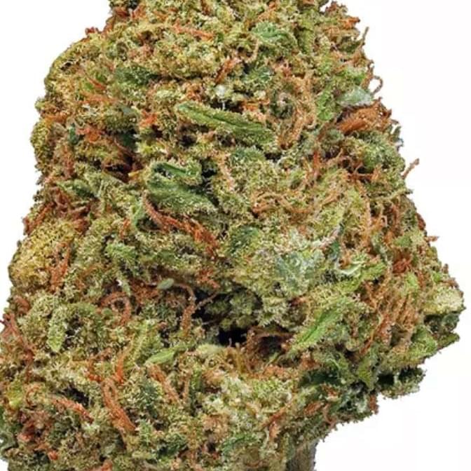 NORTHERN LIGHTS (PREMIUM)