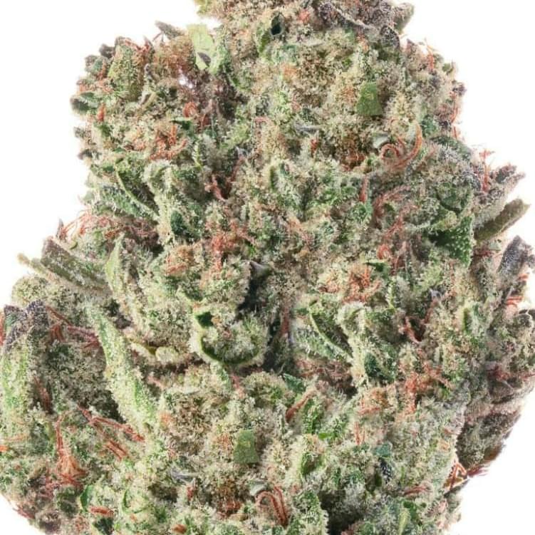 APPLE TARTZ (PREMIUM)