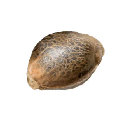 34 Street Seed Co. - OG Kush Seeds 1x5sds